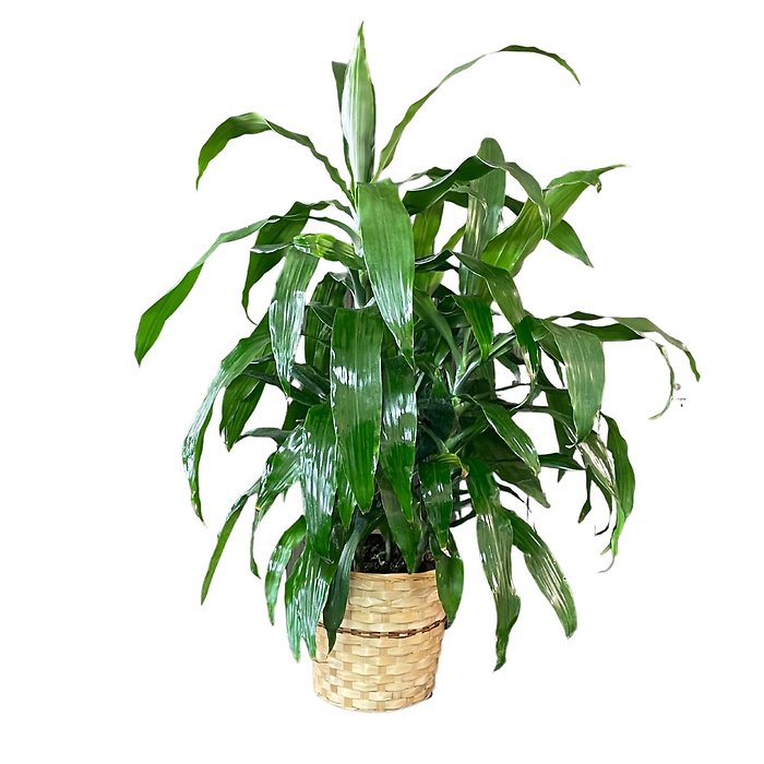 Large Dracaena Cane Corn Plant Tree