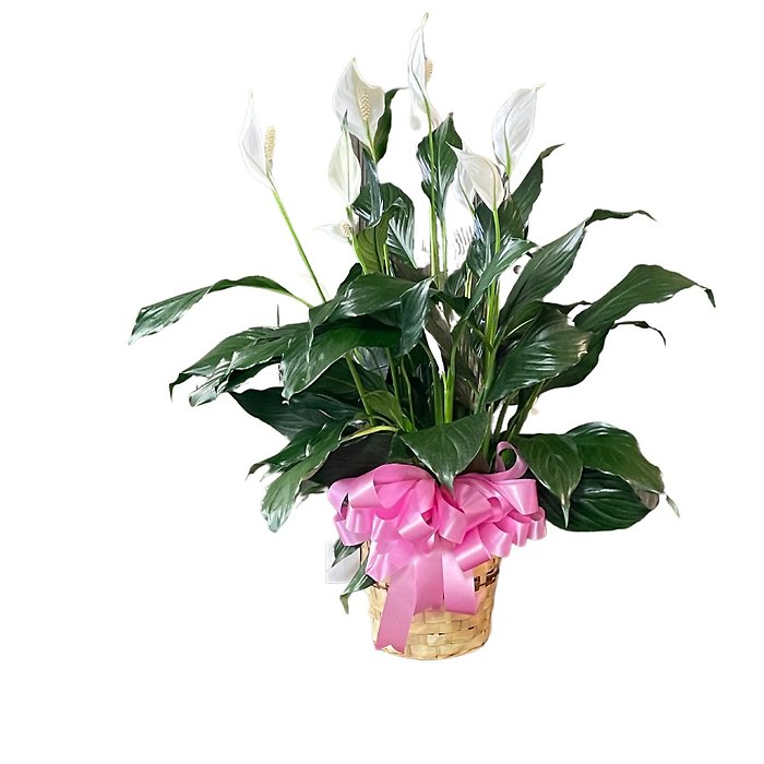 6\" Peace Lily