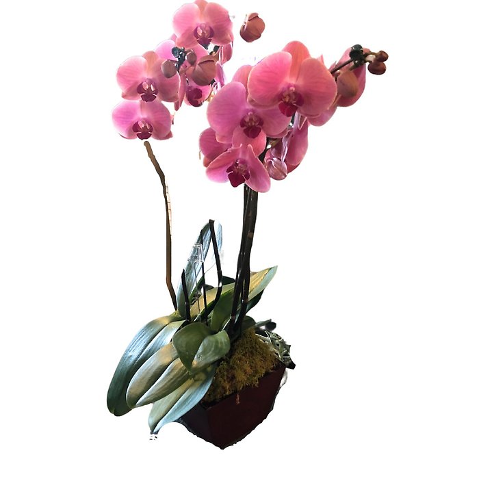 Cymbidium Orchid Plant