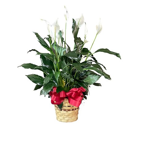 Plants